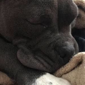 Meet your Posher, Raven